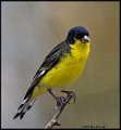 _B213852 lesser goldfinch